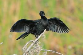 Kormoran skromny - Microcarbo niger - Little Cormorant