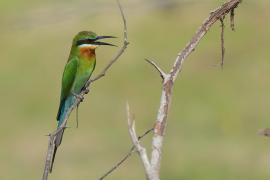 Żołna modrosterna - Merops philippinus - Blue-tailed Bee-eater