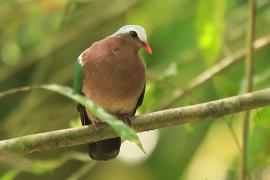 Miedzianka szmaragdowa - Chalcophaps indica - Common Emerald Dove
