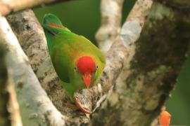 Zwisogłówka złotawa - Loriculus beryllinus - Sri Lanka Hanging Parrot