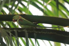 Aleksandretta większa - Psittacula eupatria - Alexandrine Parakeet