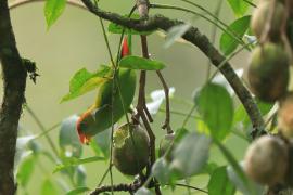 Zwisogłówka złotawa - Loriculus beryllinus - Sri Lanka Hanging Parrot