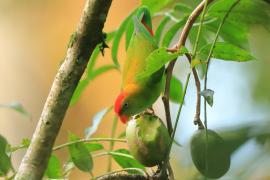 Zwisogłówka złotawa - Loriculus beryllinus - Sri Lanka Hanging Parrot
