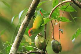 Zwisogłówka złotawa - Loriculus beryllinus - Sri Lanka Hanging Parrot