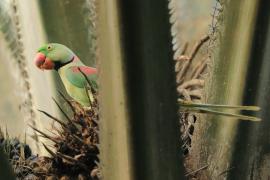 Aleksandretta większa - Psittacula eupatria - Alexandrine Parakeet