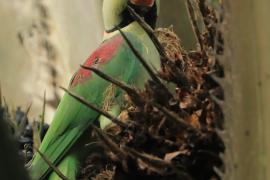 Aleksandretta większa - Psittacula eupatria - Alexandrine Parakeet