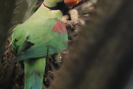 Aleksandretta większa - Psittacula eupatria - Alexandrine Parakeet