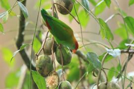Zwisogłówka złotawa - Loriculus beryllinus - Sri Lanka Hanging Parrot