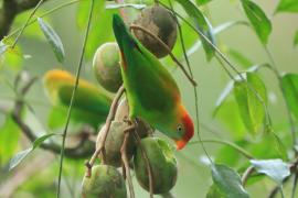 Zwisogłówka złotawa - Loriculus beryllinus - Sri Lanka Hanging Parrot