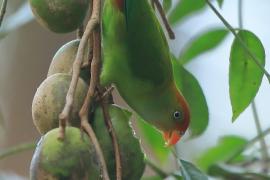 Zwisogłówka złotawa - Loriculus beryllinus - Sri Lanka Hanging Parrot