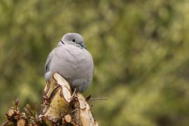 Sierpówka - Streptopelia decaocto - Eurasian Collared Dove