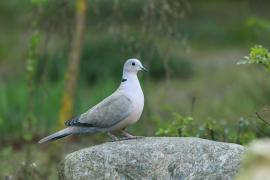 Sierpówka - Streptopelia decaocto - Eurasian Collared Dove