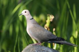 Sierpówka - Streptopelia decaocto - Eurasian Collared Dove