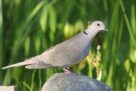 Sierpówka - Streptopelia decaocto - Eurasian Collared Dove