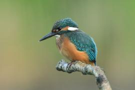Zimorodek zwyczajny - Alcedo atthis - Common Kingfisher