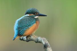 Zimorodek zwyczajny - Alcedo atthis - Common Kingfisher