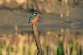 Zimorodek zwyczajny - Alcedo atthis - Common Kingfisher