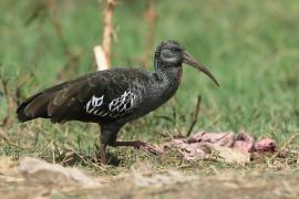 Ibis koralikowy - Bostrychia carunculata - Wattled Ibis