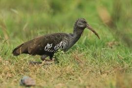Ibis koralikowy - Bostrychia carunculata - Wattled Ibis