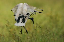 Ibis czczony - Threskiornis aethiopicus - Sacred Ibis