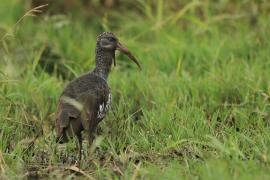 Ibis koralikowy - Bostrychia carunculata - Wattled Ibis