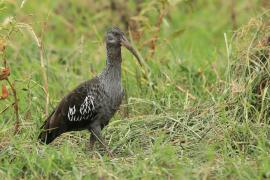 Ibis koralikowy - Bostrychia carunculata - Wattled Ibis
