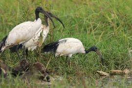 Ibis czczony - Threskiornis aethiopicus - Sacred Ibis