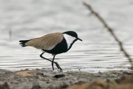Czajka szponiasta - Vanellus spinosus - Spur-winged Lapwing