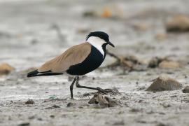 Czajka szponiasta - Vanellus spinosus - Spur-winged Lapwing