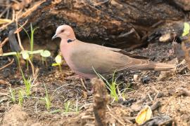 Synogarlica czerwonooka - Streptopelia semitorquata - Red-eyed Dove