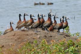 Drzewica białolica - Sarkidiornis melanotos - White-faced Whistling Duck