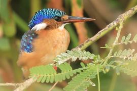 Zimorodek malachitowy - Corythornis cristatus  - African Malachite Kingfisher