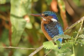 Zimorodek malachitowy - Corythornis cristatus  - African Malachite Kingfisher