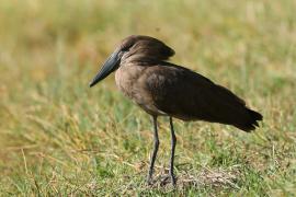 Waruga - Scopus umbretta - Hamerkop