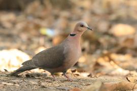 Synogarlica czerwonooka - Streptopelia semitorquata - Red-eyed Dove