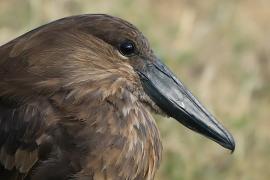 Waruga - Scopus umbretta - Hamerkop