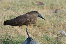 Waruga - Scopus umbretta - Hamerkop