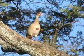 Gęsiówka egipska - Alopochen aegyptiaca - Egyptian Goose