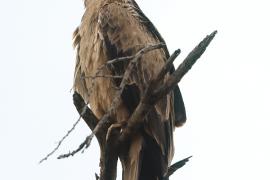 Orzeł sawannowy - Aquila rapax - Tawny Eagle