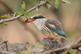 Łowiec kreskowany - Halcyon chelicuti - Striped Kingfisher