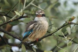 Łowiec kreskowany - Halcyon chelicuti - Striped Kingfisher