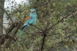 Kraska abisyńska - Coracias abyssinicus - Abyssinian Roller