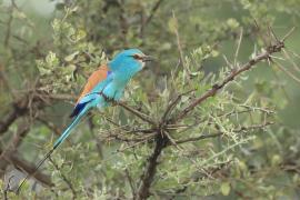 Kraska abisyńska - Coracias abyssinicus - Abyssinian Roller