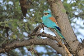 Kraska abisyńska - Coracias abyssinicus - Abyssinian Roller