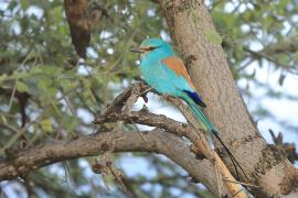 Kraska abisyńska - Coracias abyssinicus - Abyssinian Roller