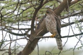 Krogulec mały - Accipiter badius  - Shikra