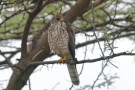 Krogulec mały - Accipiter badius  - Shikra
