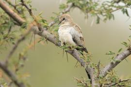 Turkaweczka czarnogardła - Oena capensis - Namaqua Dove