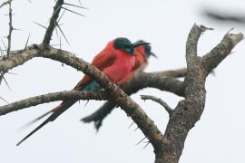 Żołna szkarłatna - Merops nubicus - Northern Carmine Bee-eater
