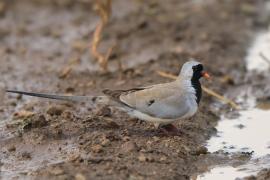 Turkaweczka czarnogardła - Oena capensis - Namaqua Dove